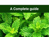 Peppermint 101: Nutrition, Benefits, How To Use, Buy, Store | Peppermint: a Complete Guide