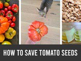 How to Save Tomato Seeds: a Step-by-Step Guide
