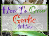 Grow Your Own Garlic At Home