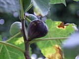 Fig Tart with mascarpone and creme fraiche
