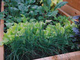 My edible garden