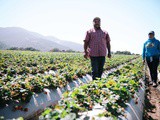 The story of a strawberry worker