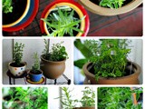My Little Herb Garden