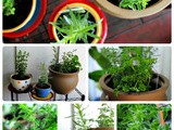 My Little Herb Garden