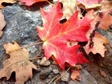 Red Leaf