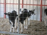 Assos Cows Update