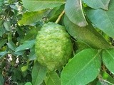 Bergamot: a fruit and a jam/ Bergamut: bir meyve ve bir reçel