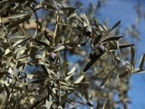Harvesting Olives in Iznik