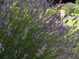 Lemon Lavender Cupcakes