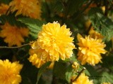 A Garden Tour