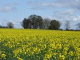 A Sunday Walk
