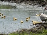 Home-made feed for Ducklings