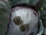 Red Cabbage Slaw