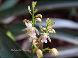 African Spotted Orchid / Monk Orchid