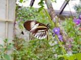 Usa Dairies - Butterfly world - Where Butterflies Take Flight