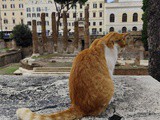 Area sacra di Largo Argentina a Roma