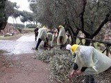 Olio: accoglienza e inclusione sociale nel Parco archeologico del Colosseo