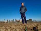Puglia: rubate 35.000 barbatelle alla Cantina Rivera