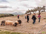 Cinta Senese: la passione di Barbara e il Podere l’Agave