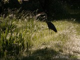 Per stagni e canneti, un tuffo nella natura