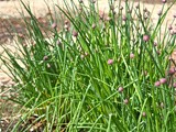 Csa Share Ninja Rescue 2013: Chives