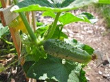 Csa Share Ninja Rescue 2013: cucumbers