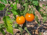 Csa Share Ninja Rescue 2013: tomatoes and winter squash (13 ideas)