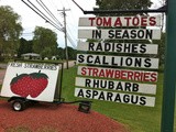 Csa Share Ninja Rescue: hakurei turnips and sunchokes