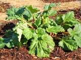 Csa Share Ninja Rescue: rhubarb and broccoli rabe