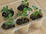 Gardening: how to start seeds indoors (part 1)