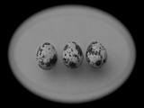 3 Quail Eggs