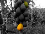 A Vegetarian in Niue