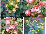Colours: flowers in the garden and a bright pudding