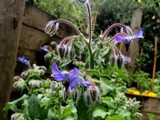 Cotolette di pane e borragine and my garden this Summer