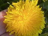 Dandelion nuggets