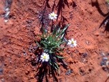 Flowers in the desert