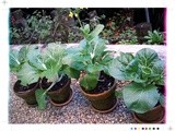 Gardening in pots: bok choy