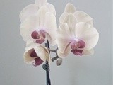 Long weekend and Pinterest referrals
