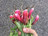 No waste post: Japanese style pickled radishes - and eat the leaves too