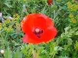 Not in my garden but i wish