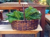 Salad with mixed leaves and flowers and silver beet from the garden