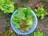 The cauliflower is small but the cabbages is big