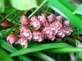 Winter flowers and  magic  wands