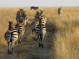 Masai Mara Safari Guide