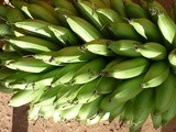 Matoke – Cooking Bananas or Plantains