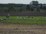 Strawberry Pickin' = Jam Makin'