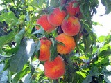 Himalayan peach jam
