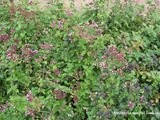 Oregano - the pizza herb