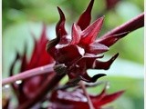 Wordless Wednesday ~ Roselle 洛神花