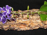8 Potent Plant Extracts Useful in Cosmetic Products